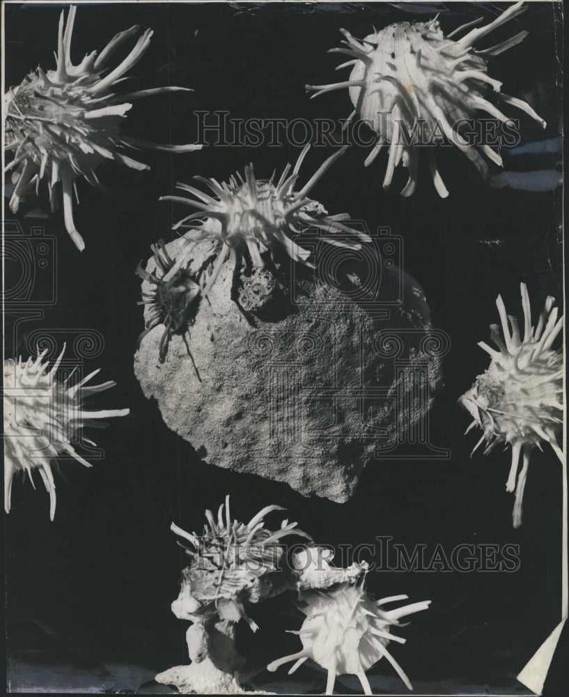 Shells  - Historic Images