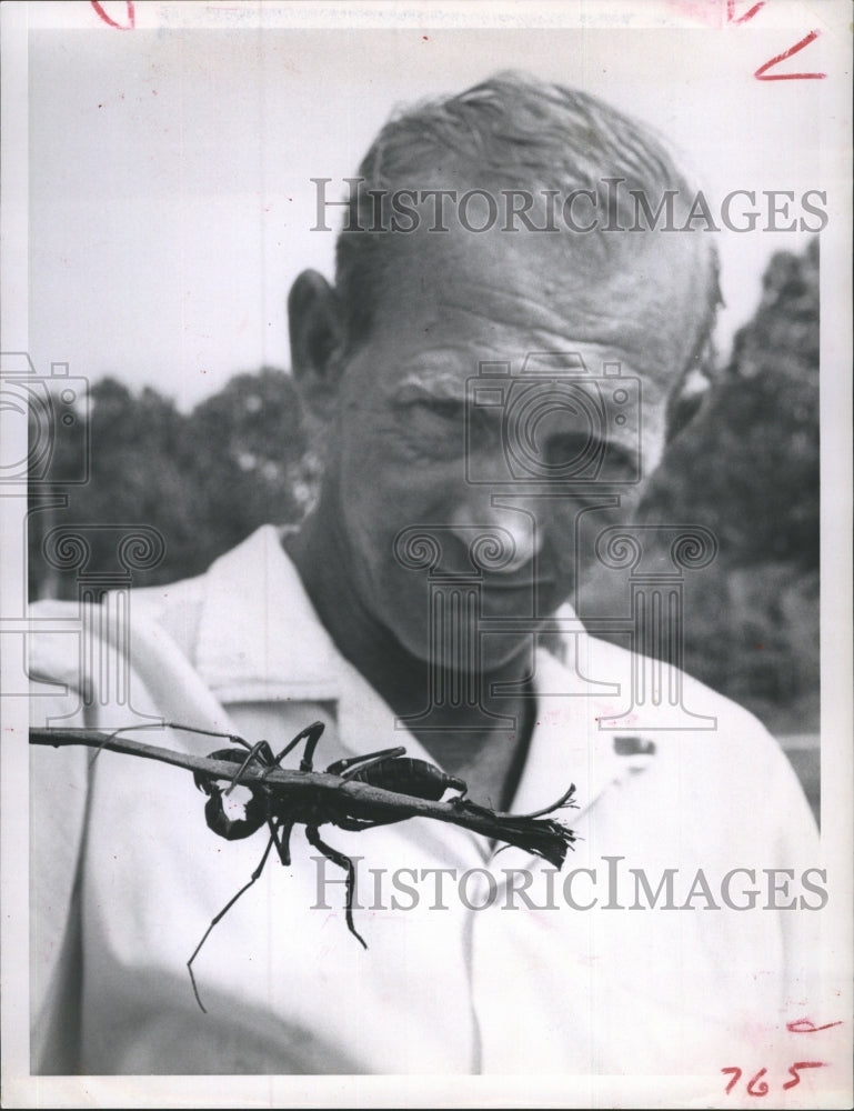 man holding stick with a large scorpion clinging to it  - Historic Images