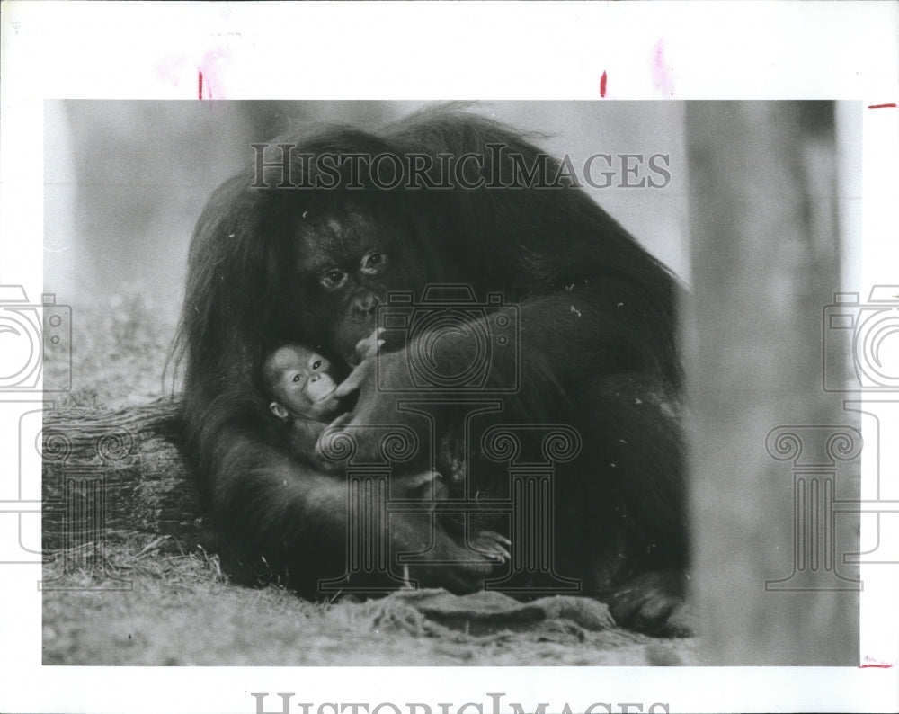 1992 Press Photo Mother and a baby monkey. - Historic Images