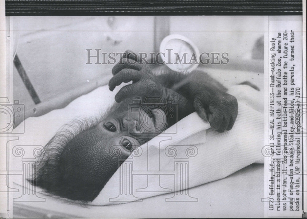 1970 Baby orangutan, Rusty, at Buffalo Zoo - Historic Images