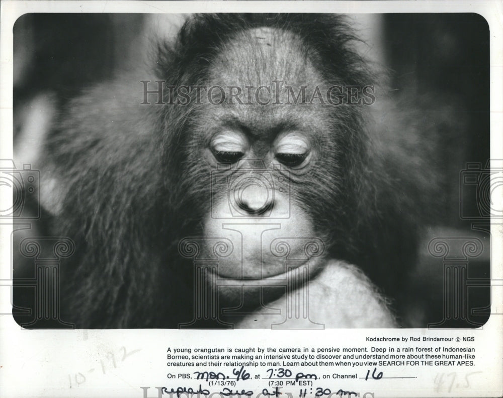 1977 Young Orangutan  - Historic Images