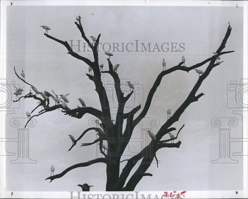 1965 Egrets Suwannee River Tree - Historic Images