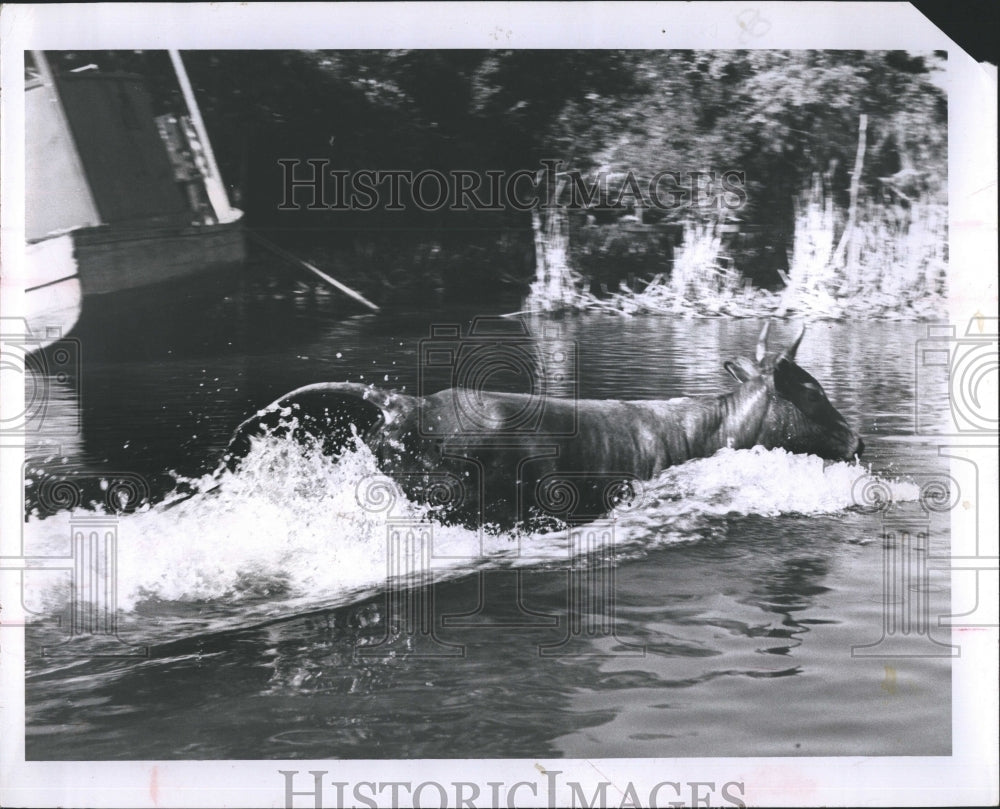 1956 Deer runs to the water.  - Historic Images