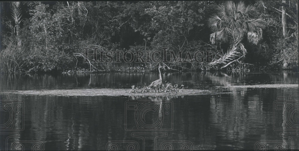 1979 Chassahowitzha River,  - Historic Images