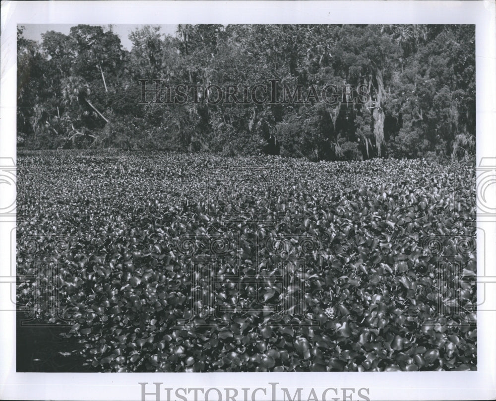 Chassahowitzka River  - Historic Images