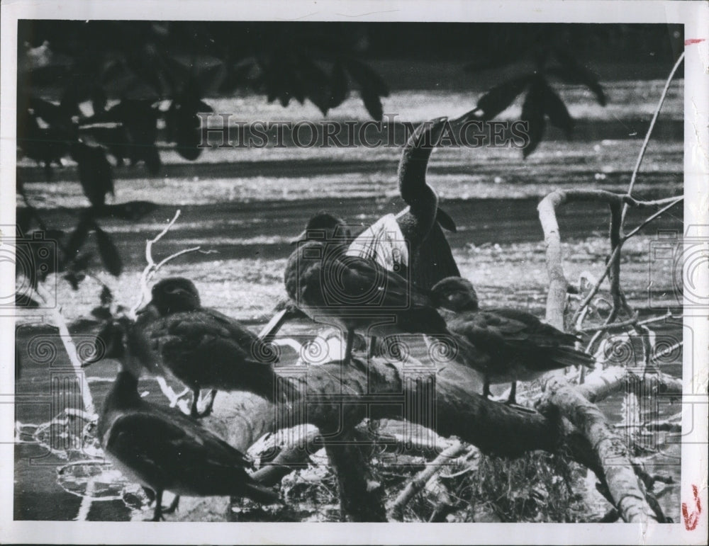 Press Photo Wood Ducks on fallen tress, - Historic Images