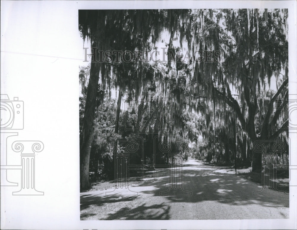 Press Photo Forest Trees - Historic Images