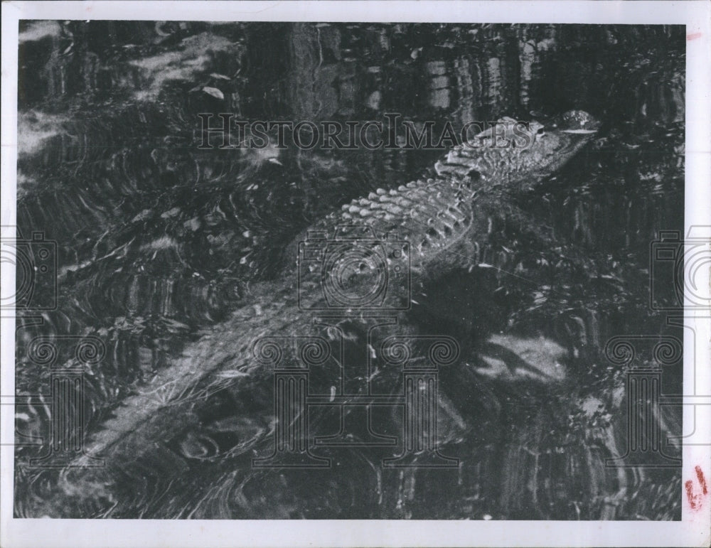 Alligator at Homosassa River.  - Historic Images