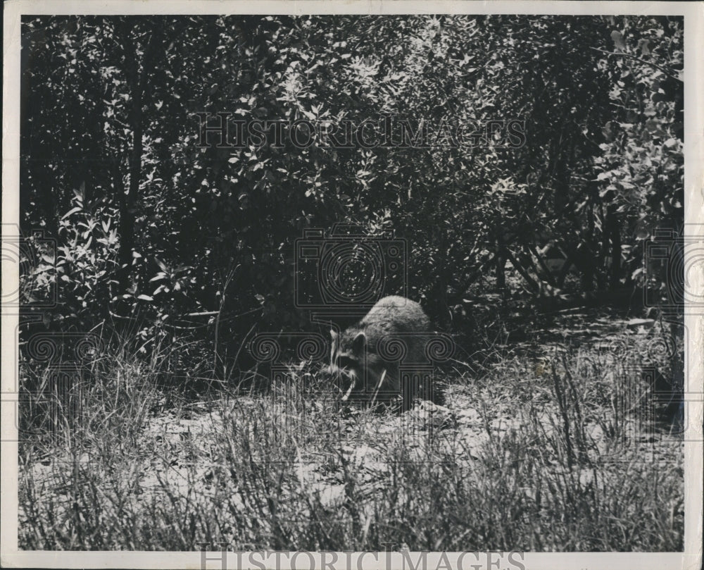 1948 Raccoon on Homosassa river - Historic Images