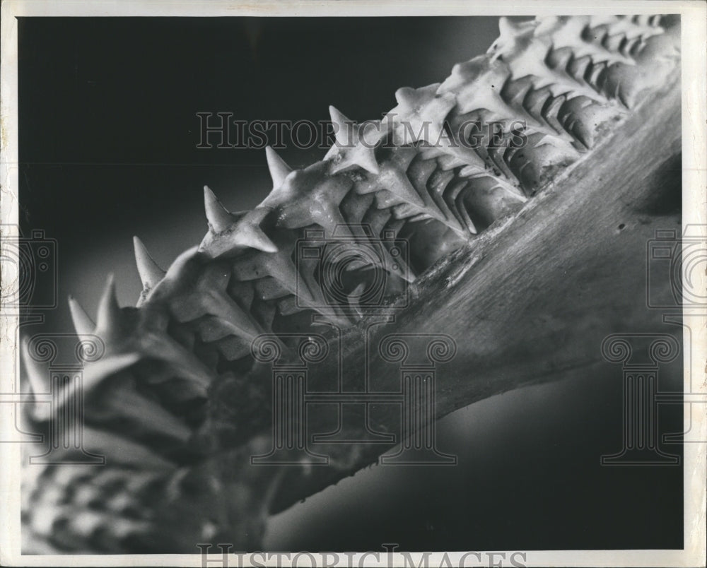 1975 Sharks jawbone showing rows of teeth ready to replace broken - Historic Images