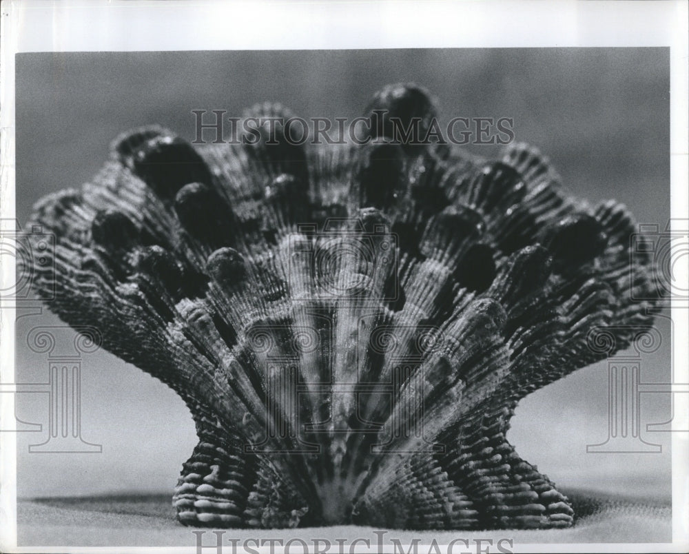 1978 Sea shell  - Historic Images