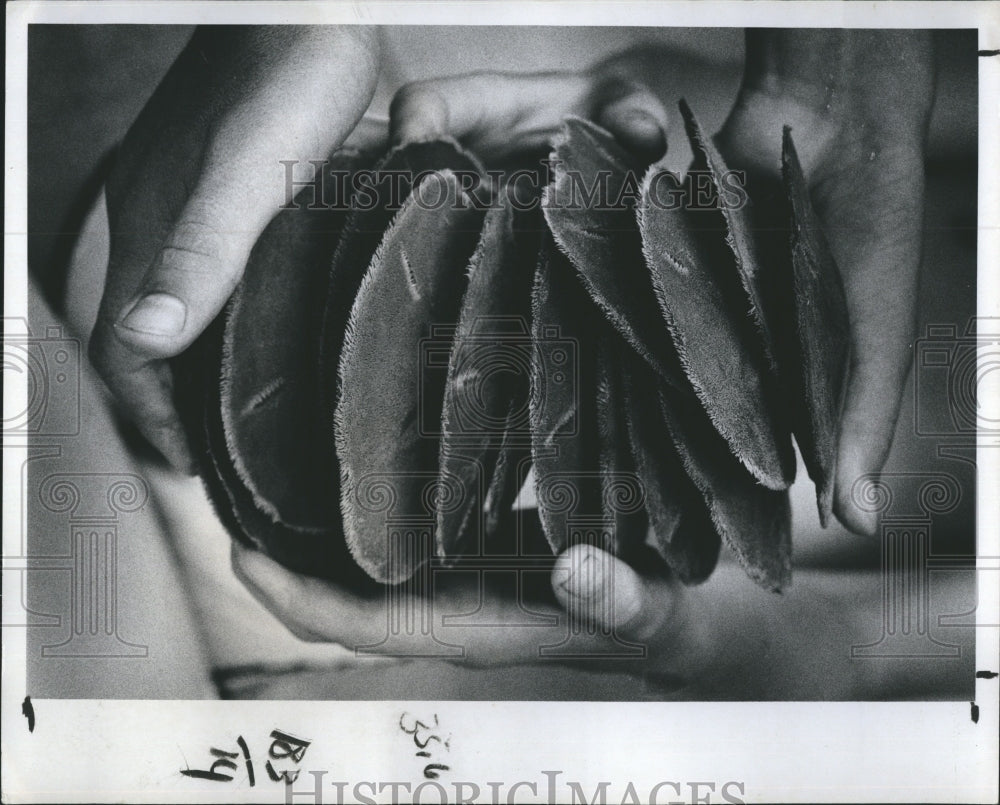 1978 Sand Dollars John Larson Steve Dion Hands  - Historic Images