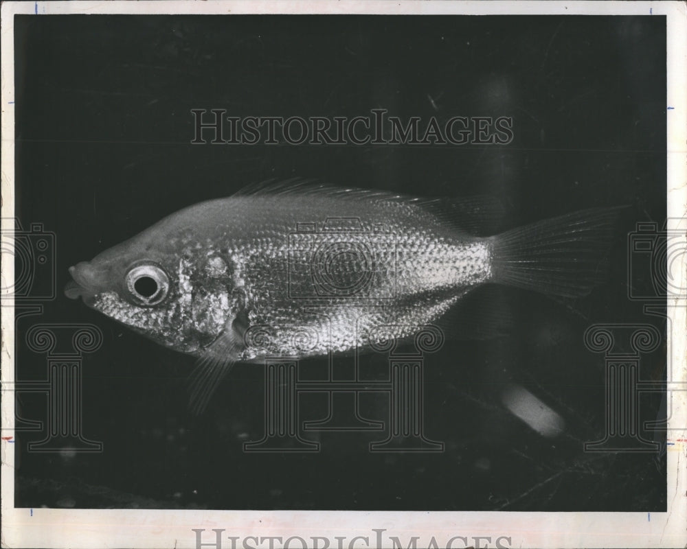 1966 Single Tropical Fish  - Historic Images