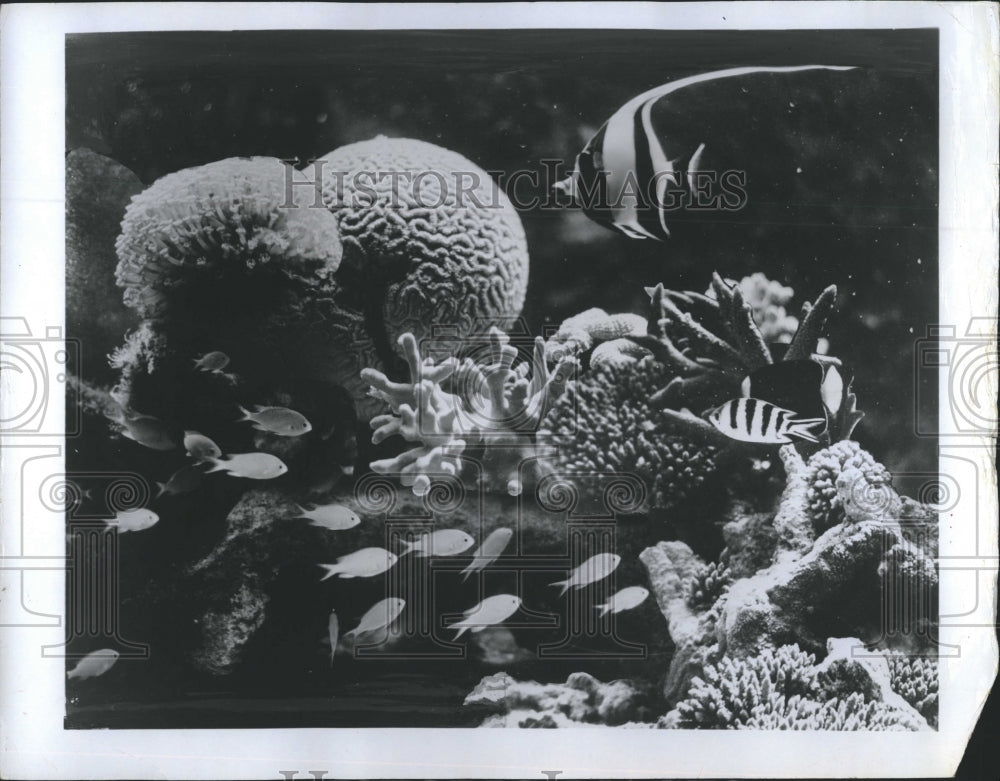 1972 Underwater Life: Coral & Tropical Fish in Great Barrier Reef - Historic Images