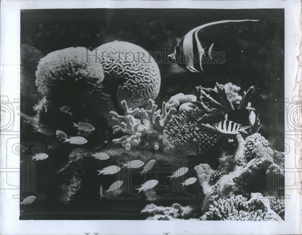 1972 Marine Life: Tropical Fish &amp; Coral in Great Barrier Reef - Historic Images