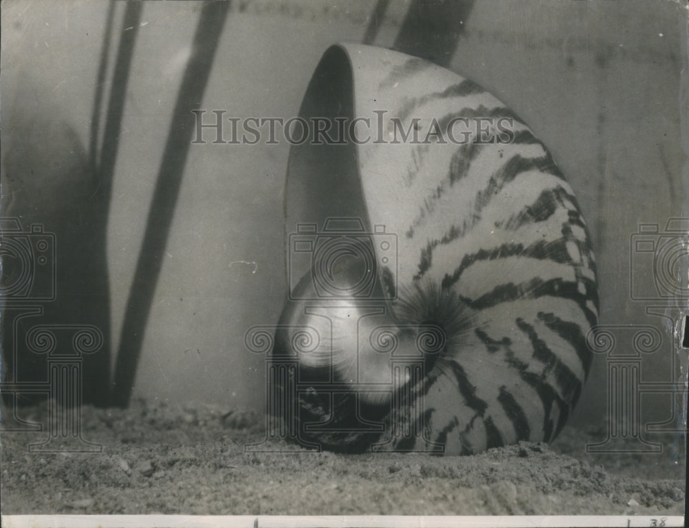 1951 Nautilus Shell  - Historic Images