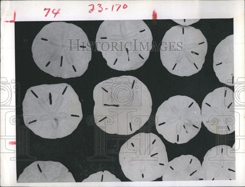 1968 Sand Dollars On Display - Historic Images