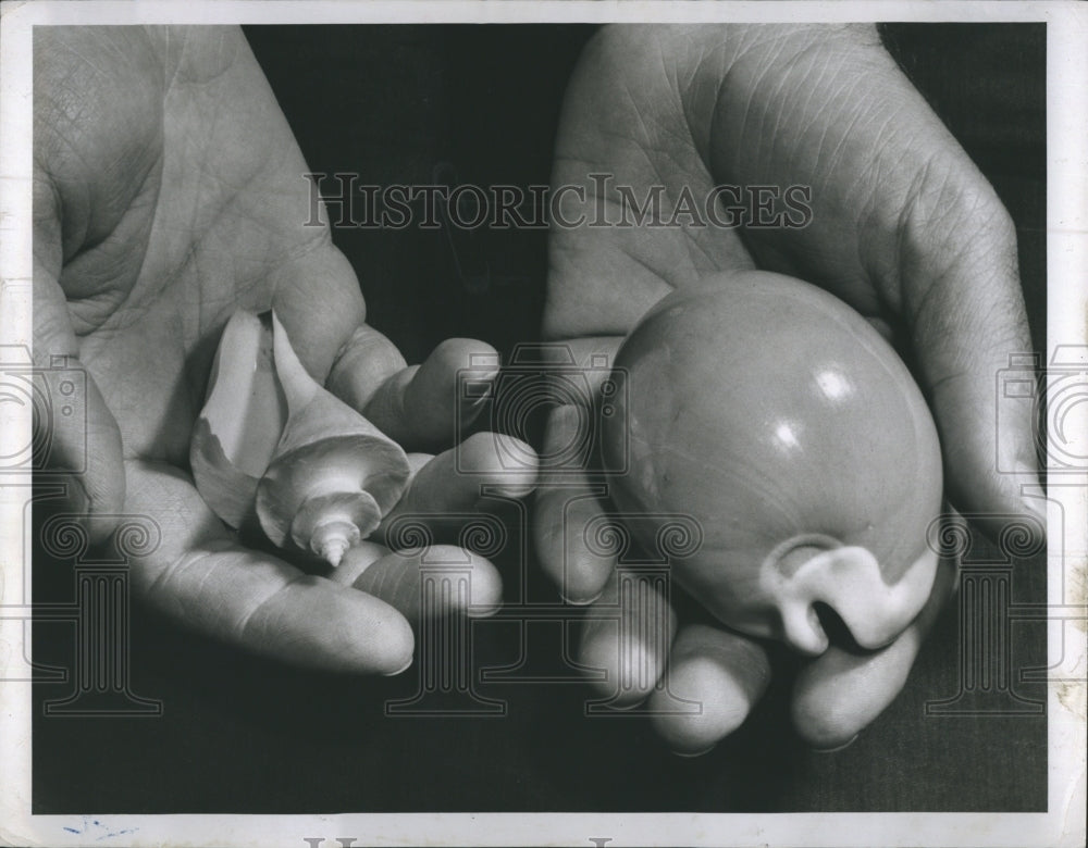 1954 Shells On Display Thatcheria Mirabilis - Historic Images