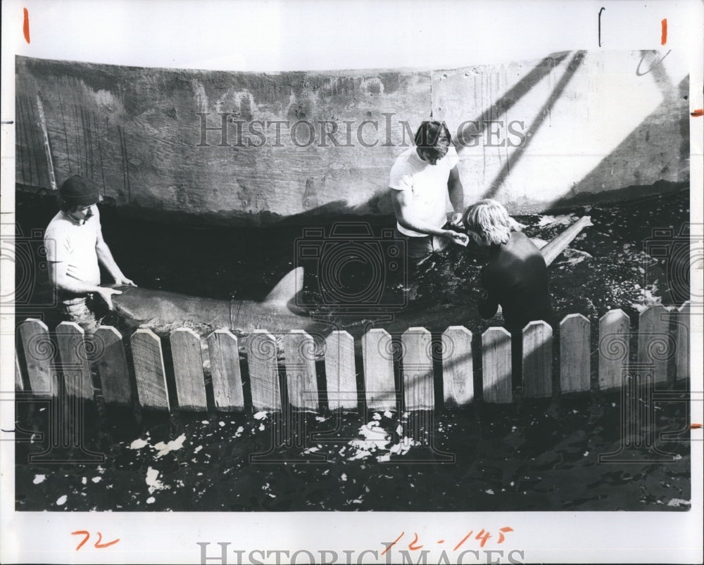 1976 Shark getting moved to St. Petersburg Shark world - Historic Images