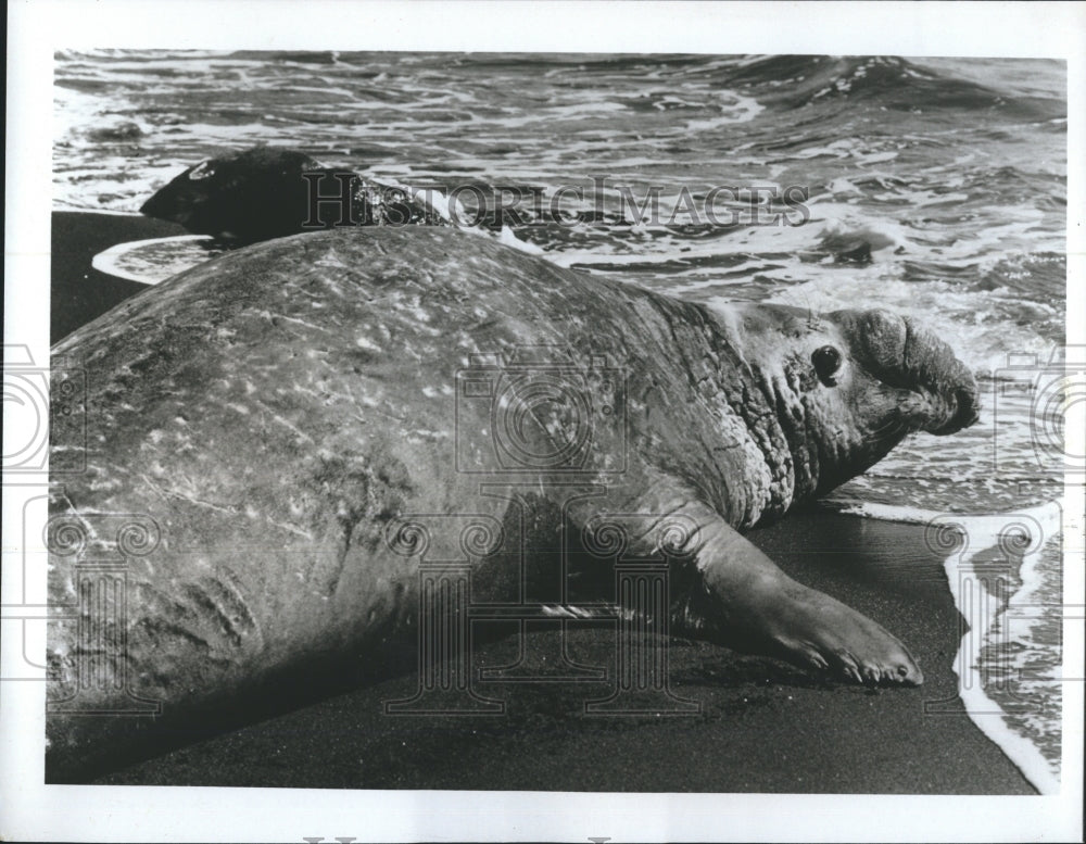 1972 Sea Elephant at Beach - Historic Images