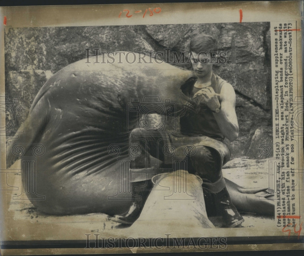 1973 Sea Elephant Eats Lunch  - Historic Images