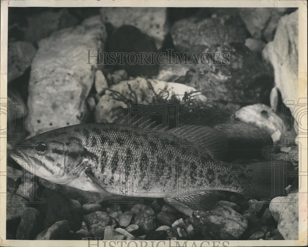 1962 Smallmouth Bass Fish  - Historic Images