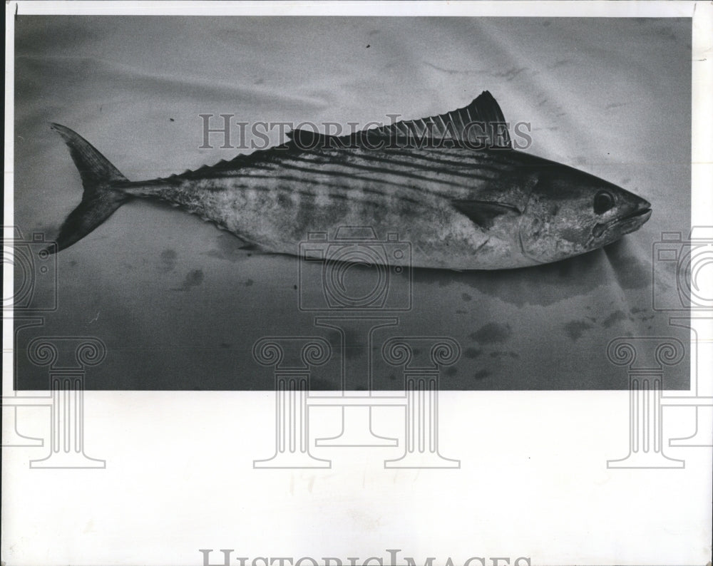 Arctic Bonito Fish  - Historic Images