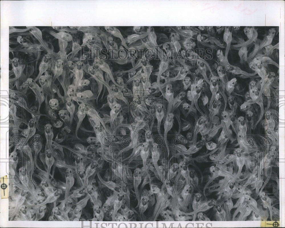 1969 Baby fish being put in  Floridas rivers - Historic Images