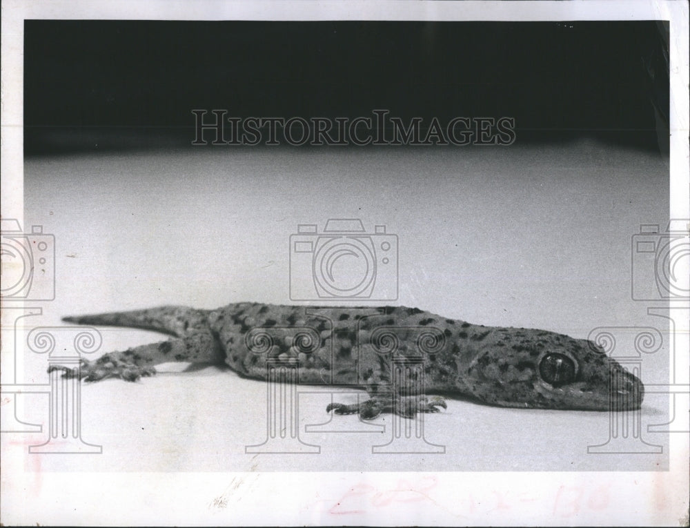 1969 Mediterranean Gecko - Historic Images