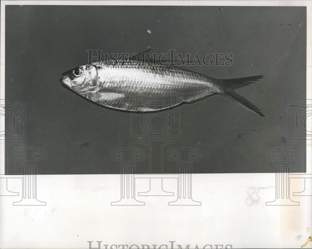 1977  The Threadfin Herring is the most popular bait fish in Florida - Historic Images