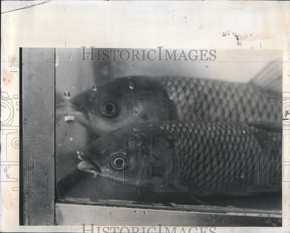 1982 2 White Amur Fish or Chinese Grass Carps - Historic Images