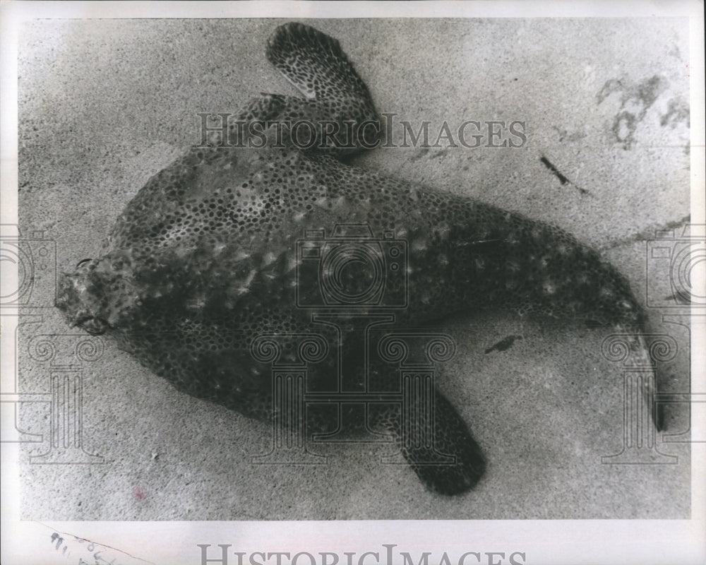 1970 A Shortnose Batfish  - Historic Images