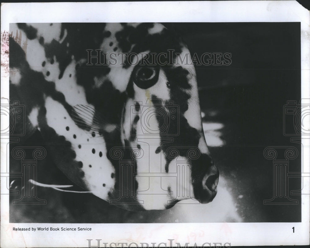 1969 The file fish got it's name from its rough skin. - Historic Images