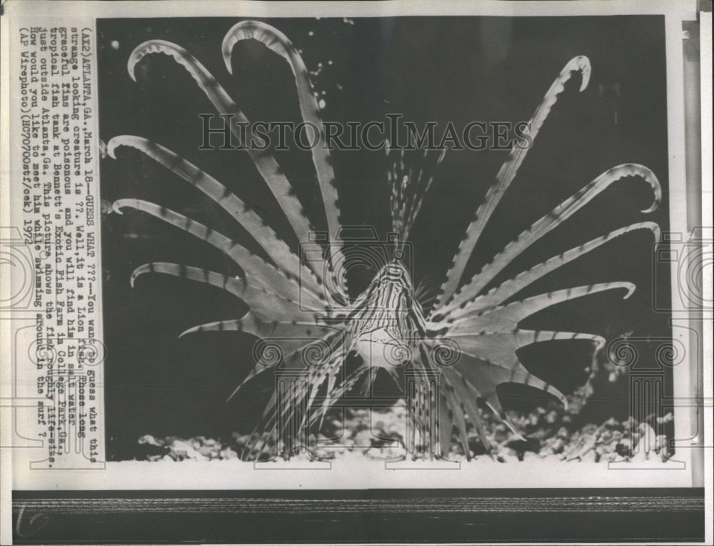 1972 Lion Fish in Aquarium  - Historic Images