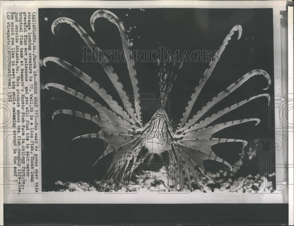 1972 Lion Fish in Aquarium - Historic Images