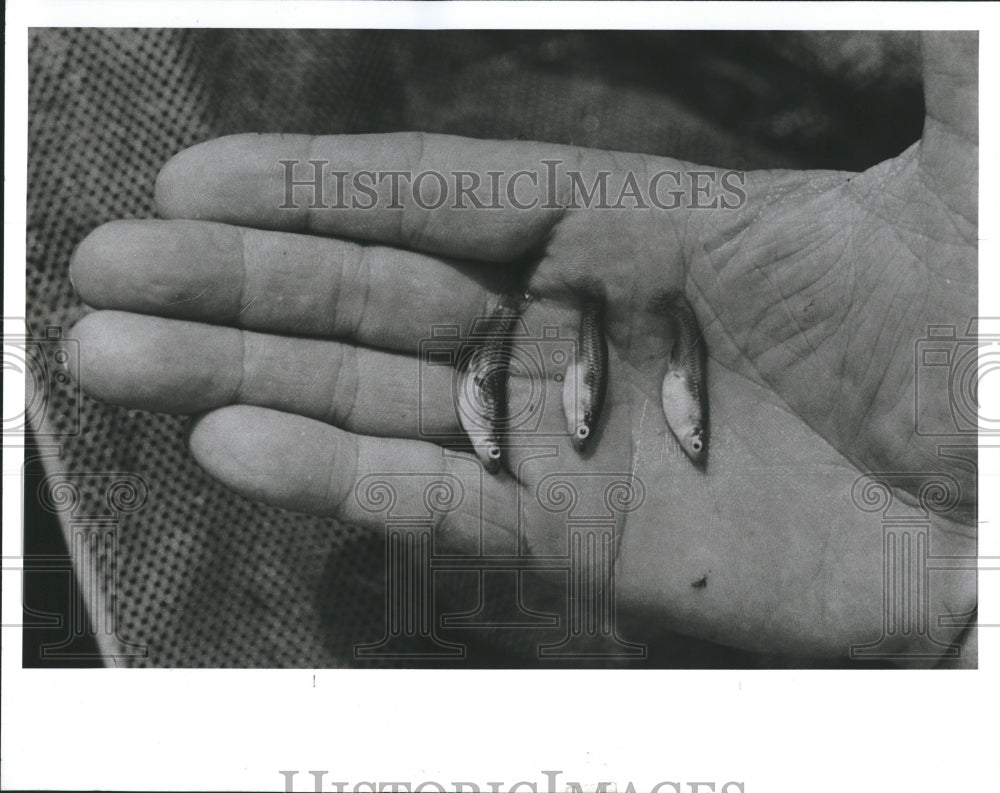 1990 Tiny Mosquitofish (Mosquito Fish) - Historic Images