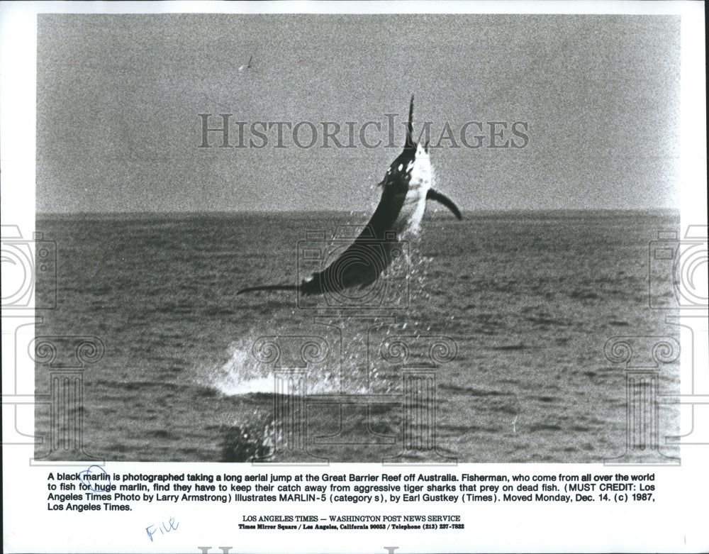 1987 Huge Black Marlin Fish Jumps from Water near Australia - Historic Images