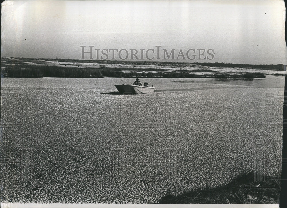 1971 Escambia Bay pollution, dead and dying fish blanket for miles - Historic Images