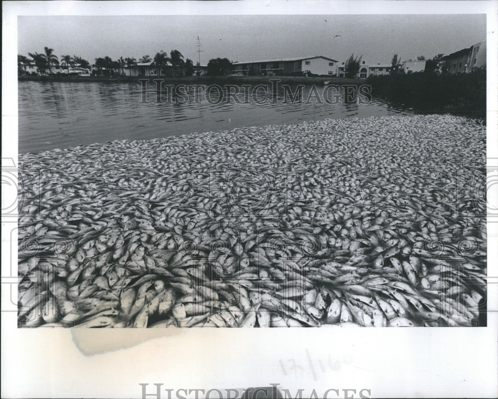 1977 Thousands of dead fish floated on top of St Petersburg lake. - Historic Images