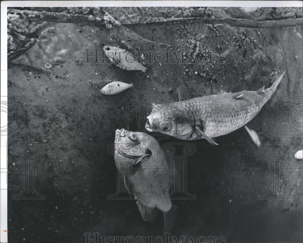 1973 dead fish on shore  - Historic Images