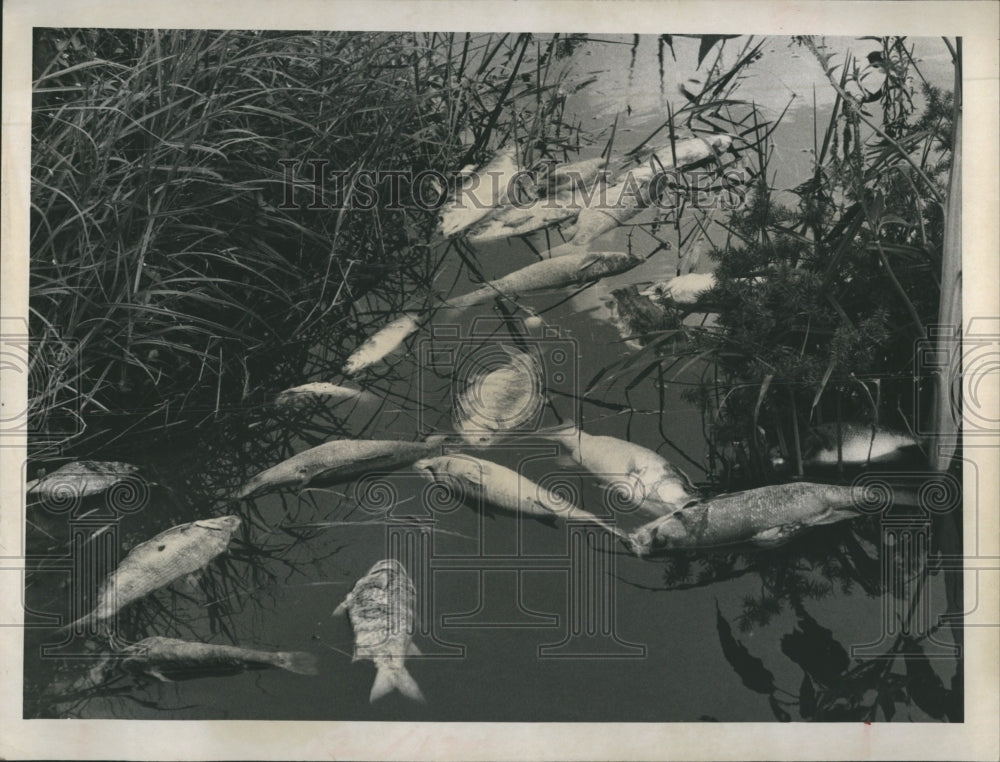 1968 Dead fish pile up at the banks of lake Maggiore due to lack of - Historic Images