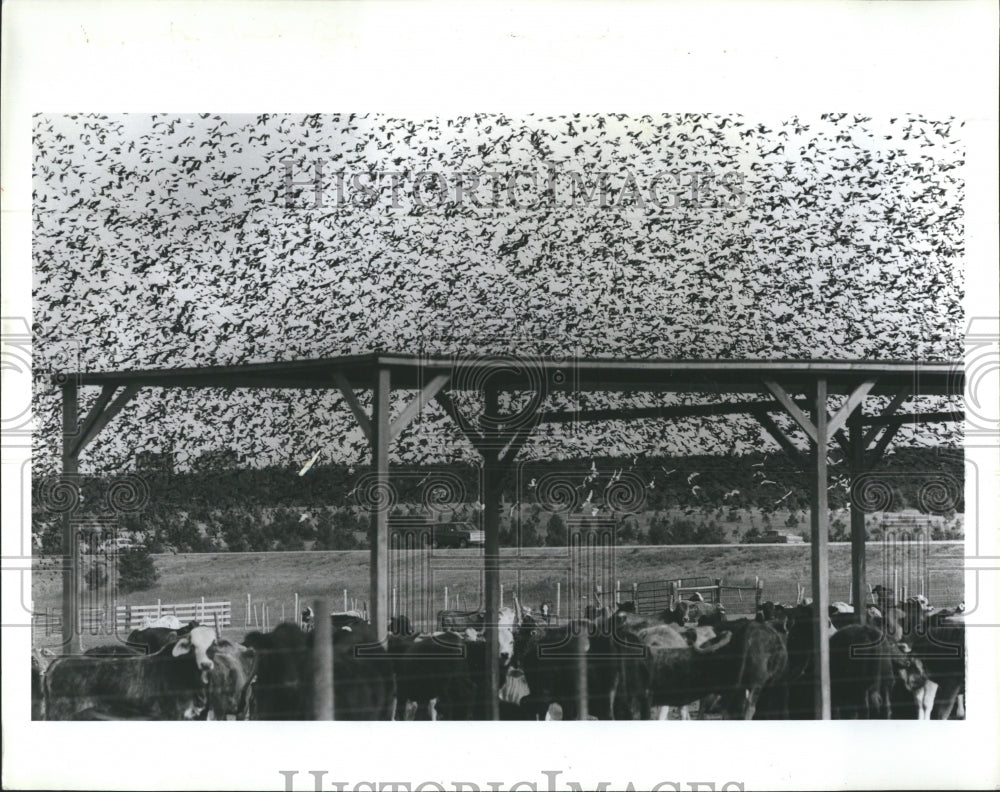 1987 Flock of birds hovering above Melton&#39;s farm  - Historic Images