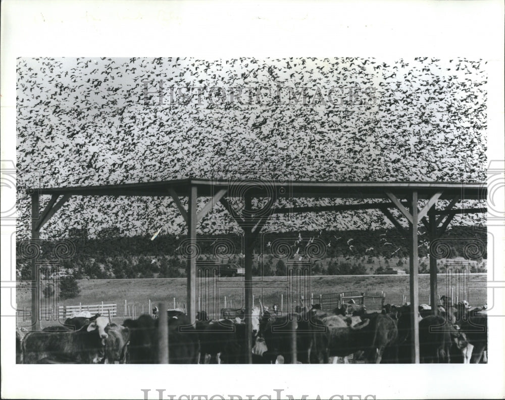 1987 Flock of birds hovering above Melton's farm  - Historic Images