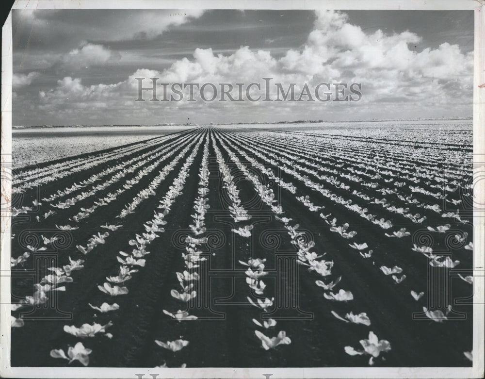 1965 Endive Field Near Lake Okeechobee Florida Farm - Historic Images