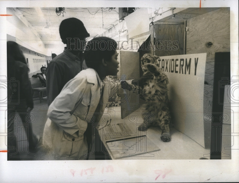 1973 stuffed cat intrigues at Manatee County Science Fair - Historic Images