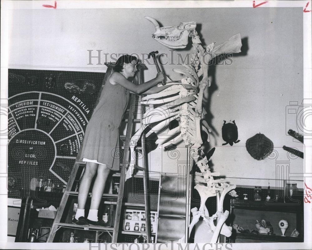 1965 Kathleen Rome 19 foot dinosaur skeleton Round World Fair - Historic Images