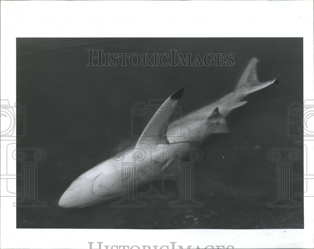 1987 Black tip shark.  - Historic Images