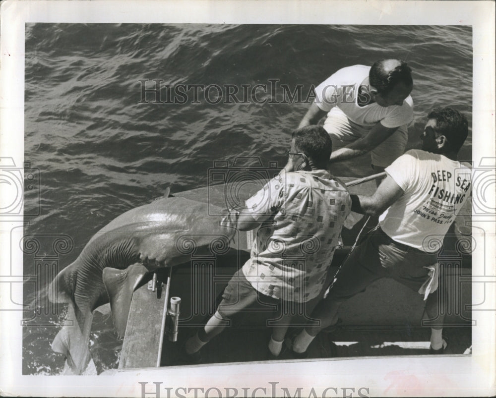 1961 Press Photo Capt. Fiers Pulling Nurse Shark Aboard - RSH76141 - Historic Images