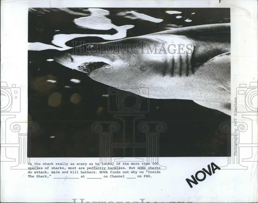 Sharks on "Nova"  - Historic Images