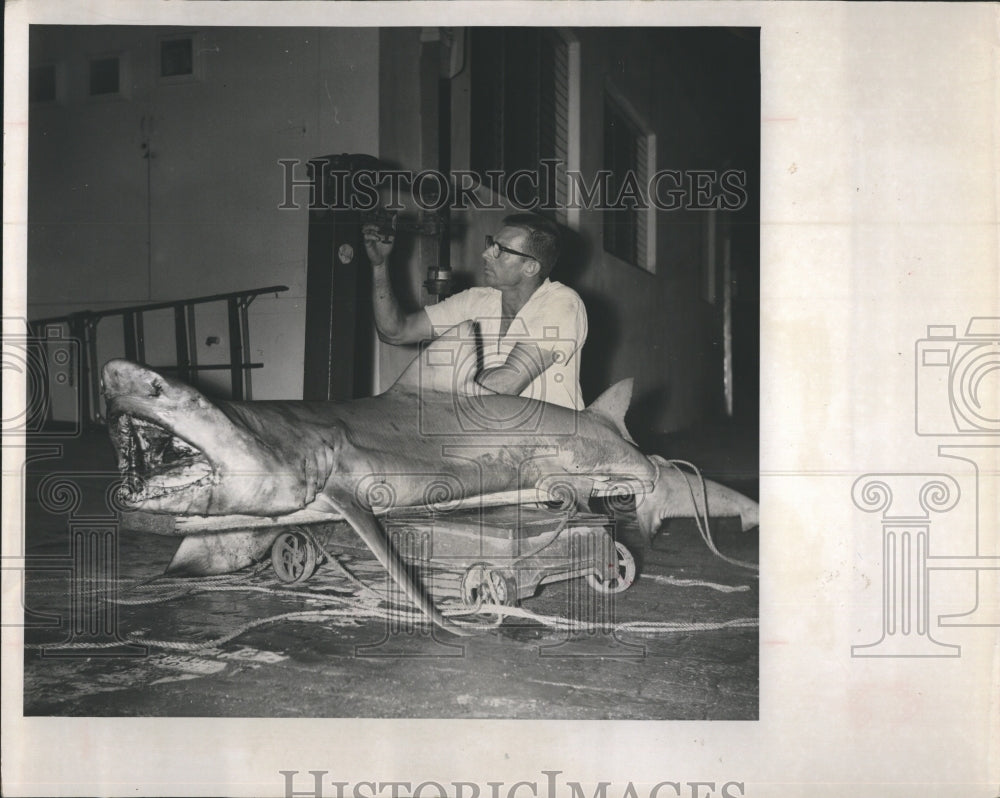 1963 Ernie Wright with bull shark he caught at pier. - Historic Images